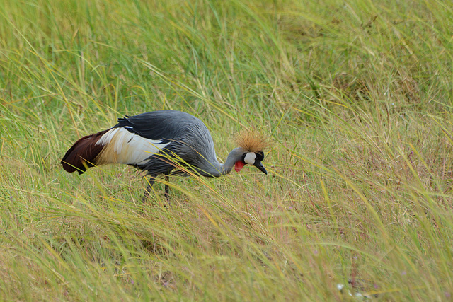 Zimbabwe, Hwange National Park, Crowned Crane in Tall Grass