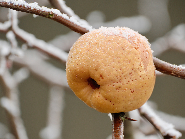 Winterapfel