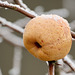Winterapfel
