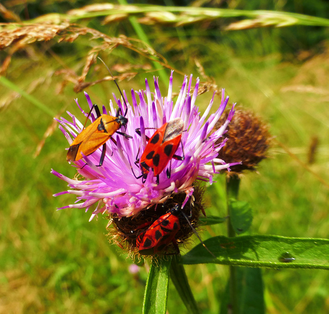 Three beetles on a flower