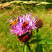 Three beetles on a flower