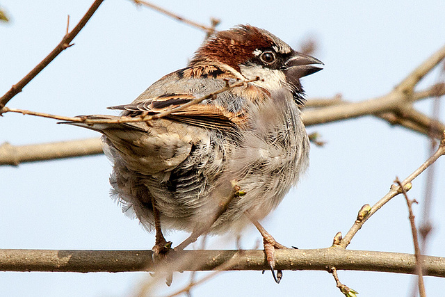 20150319 3531VRTw [D~SHG] Feldsperling (Passer montanus) Weser,  Rinteln