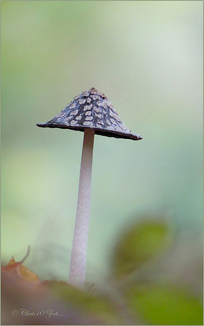 Wow! My first Magpie Inkcap this year ~ Spechtinktzwam (Coprinopsis picacea). They are quite rare in the Netherlands...