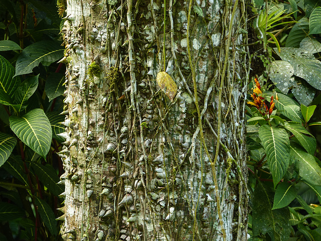 Possibly a Ceiba sp.?  Trinidad, Day 5