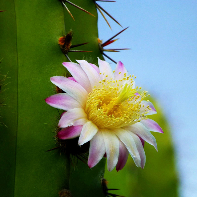 Kein Kaktus ist so dicht mit Stacheln besetzt, daß er nicht noch Platz für eine Blüte hätte.