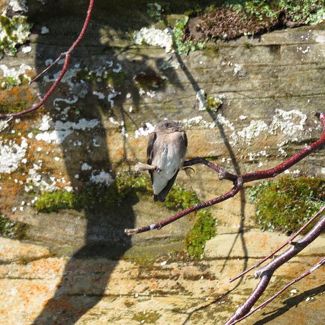 Cliff swallow