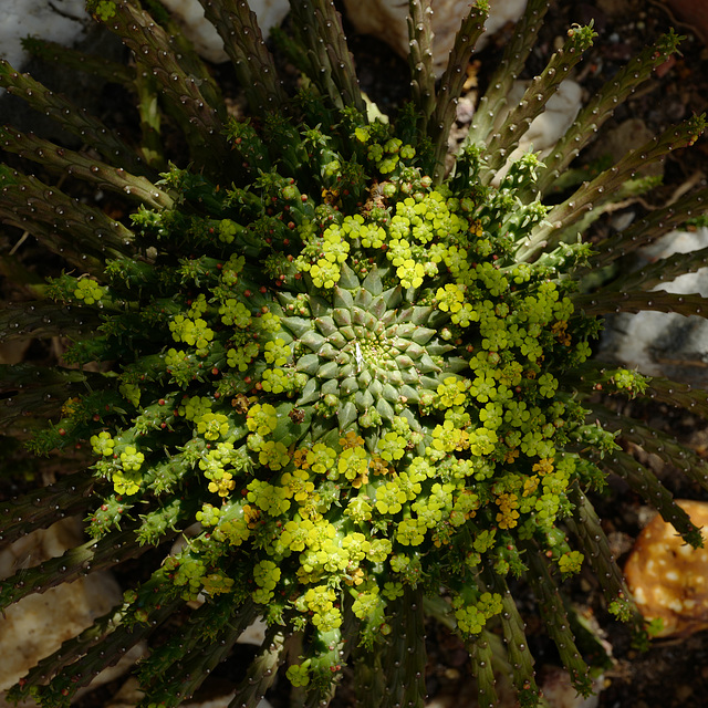 Euphorbia caput-medusae L1000017