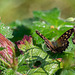 Speckled Wood Butterfly  (2 of 3)