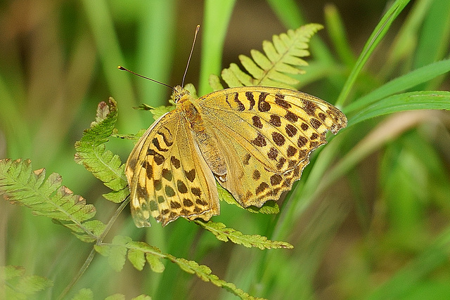 Kaisermantel ♀ im Hainholz