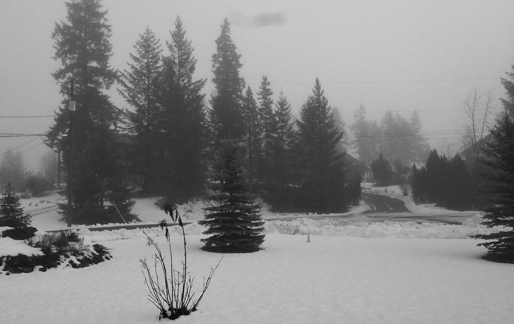 A foggy winter day.