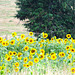 Sunflowers.