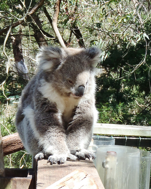 Phillip Island with Jennifer & William