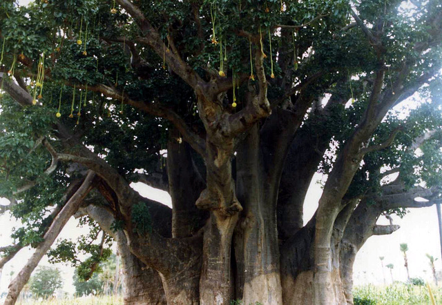 Baobab, Embondeiro, Adansonia digitata