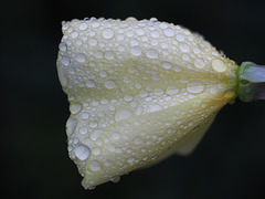 Oenothera (Evening Primrose)