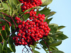 European Mountain Ash / Sorbus aucuparia