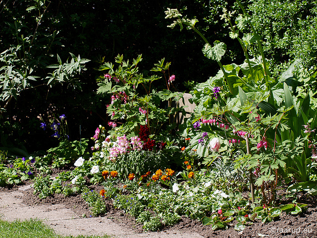 Summer flowers