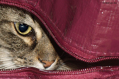 HMM - The cat in the bag (2008)