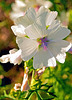 White Mallow