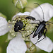 20110519 2723RMw [D~MI] Käfer, Weißpunktiger Schwertlilienrüssler, Großes Torfmoor, Hille