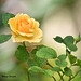 Yellow little rose.