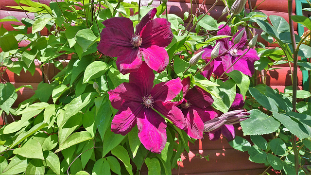 Clematis