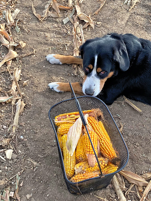 Cora bewacht die herbstliche Nachlese