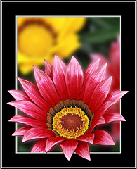 Gerbera