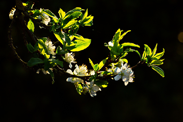 Mirabellenblüte