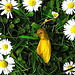 Kowhai With Daisies