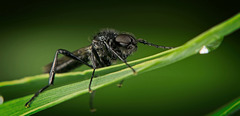 Bei der Wolligen Haarmücke (Bibionidae) passte auch die Frisur :)) The hairstyle of the woolly hair midge (Bibionidae) also fit :)) La coiffure du moucheron laineux (Bibionidae) convient également :))