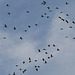 Migration Migration