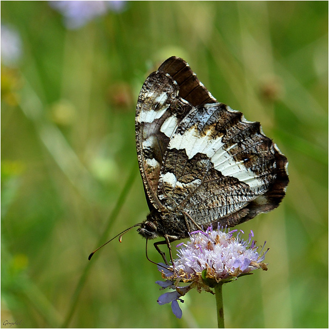 Silène ( Brintesia Circe ) ( merci à j-d Welch pour le nom )