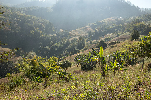 Bananas growing wild