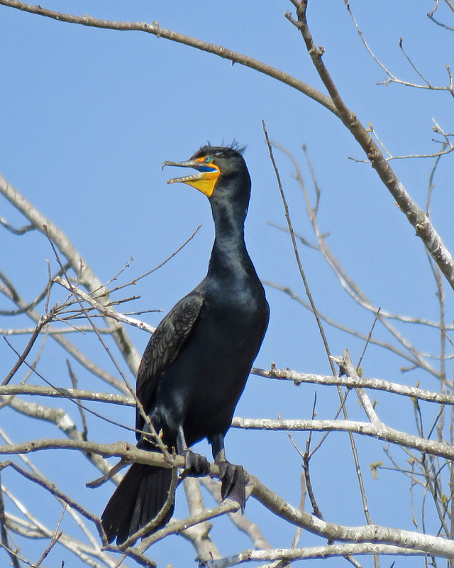 Double-crested Cormorant