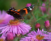 Red Admiral