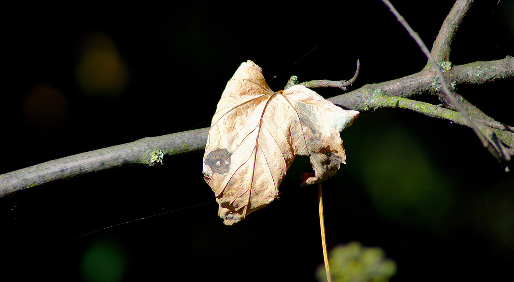 ... fin de saison ...