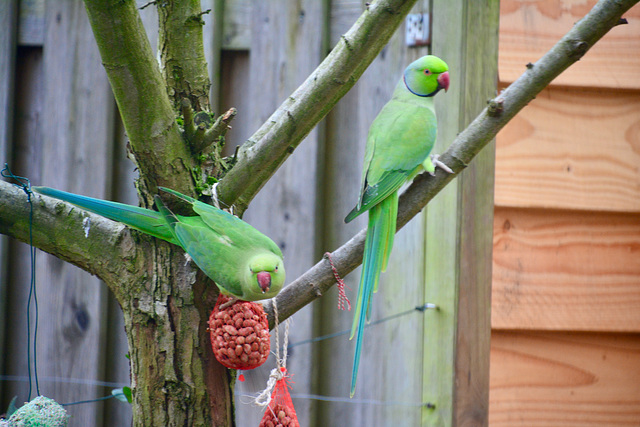 Rose-ringed parakeets