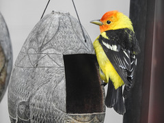 Western Tanager / Piranga ludoviciana