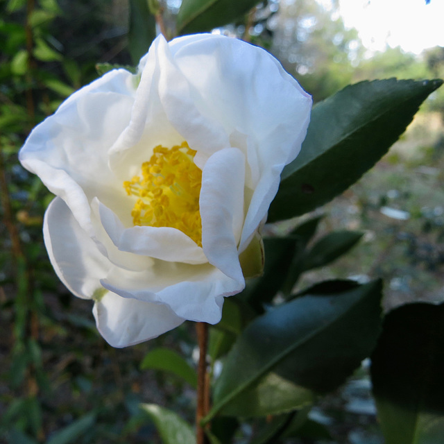 Camellia flower