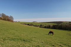 Pyecombe Horses