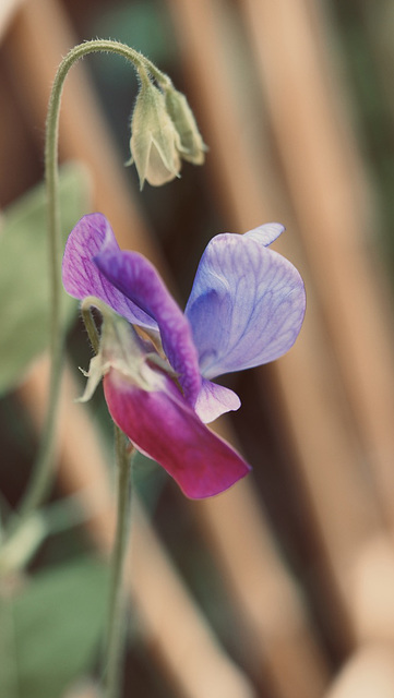 Sweet Peas.