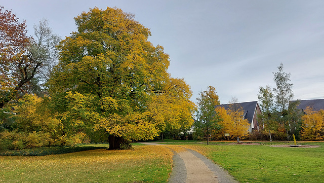 herbstliche Linde