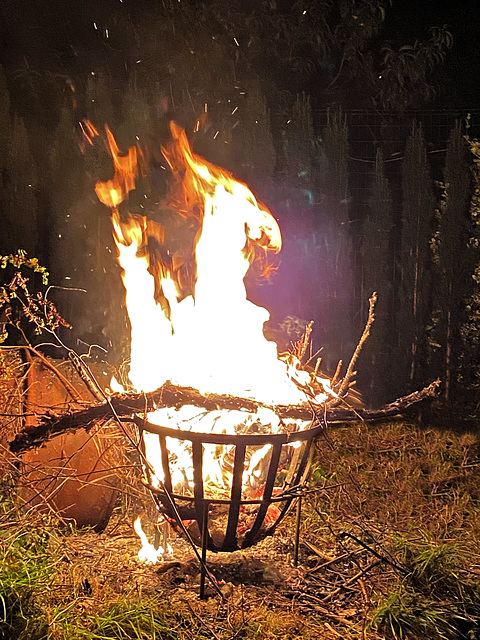 Der "Kickerhahn" höchstpersönlich in meinem Feuerkorb