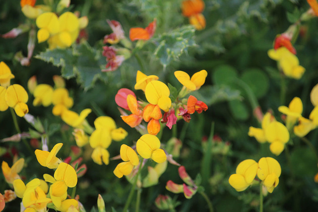 Common Bird's foot trefoil - Denton - Sussex original - 15.6.2015