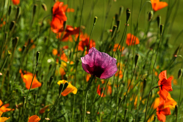 Flowers in our garden