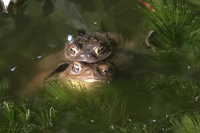 20150604 8352VRAw [D~RI] Erdkröte (Bufo bufo), Rinteln