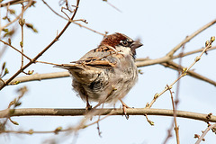 20150319 3532VRTw [D~SHG] Feldsperling (Passer montanus) Weser,  Rinteln