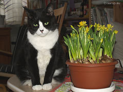 Snow White with daffodils (2010)
