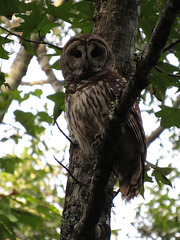 Barred owl - Strix varia