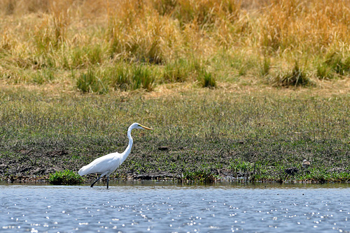 Grande aigrette